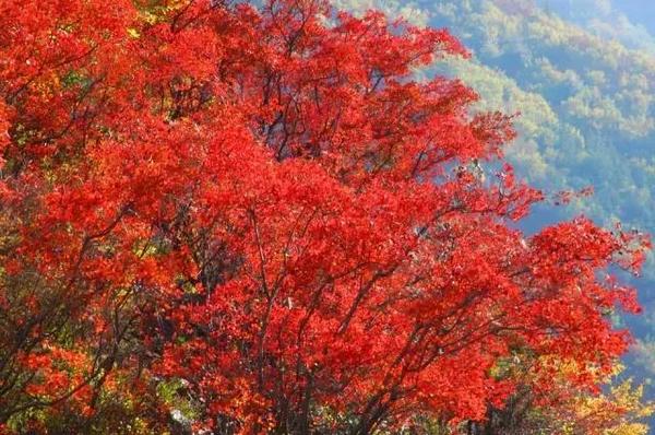  四川赏枫叶最全指南