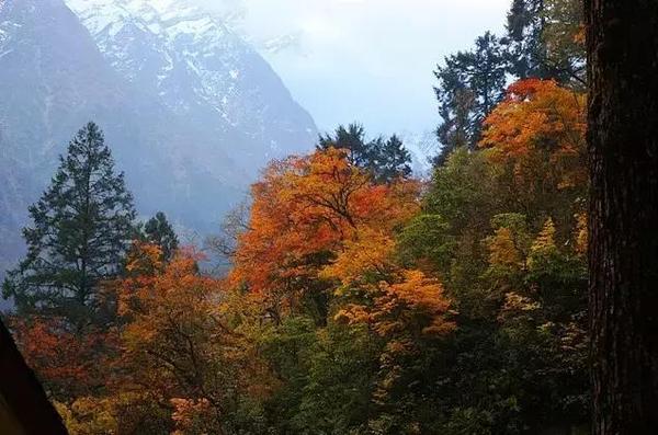  四川赏枫叶最全指南