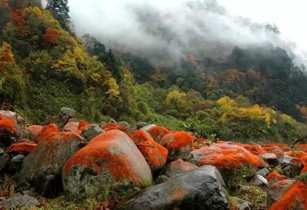  四川赏枫叶最全指南