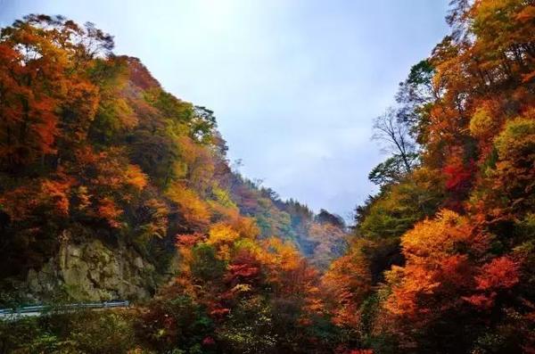  四川赏枫叶最全指南