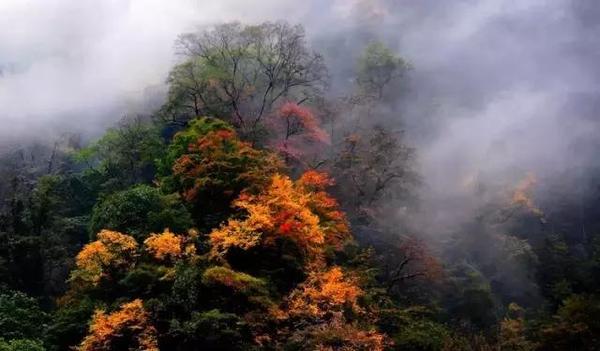  四川赏枫叶最全指南