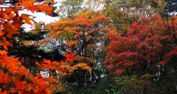  四川赏枫叶最全指南
