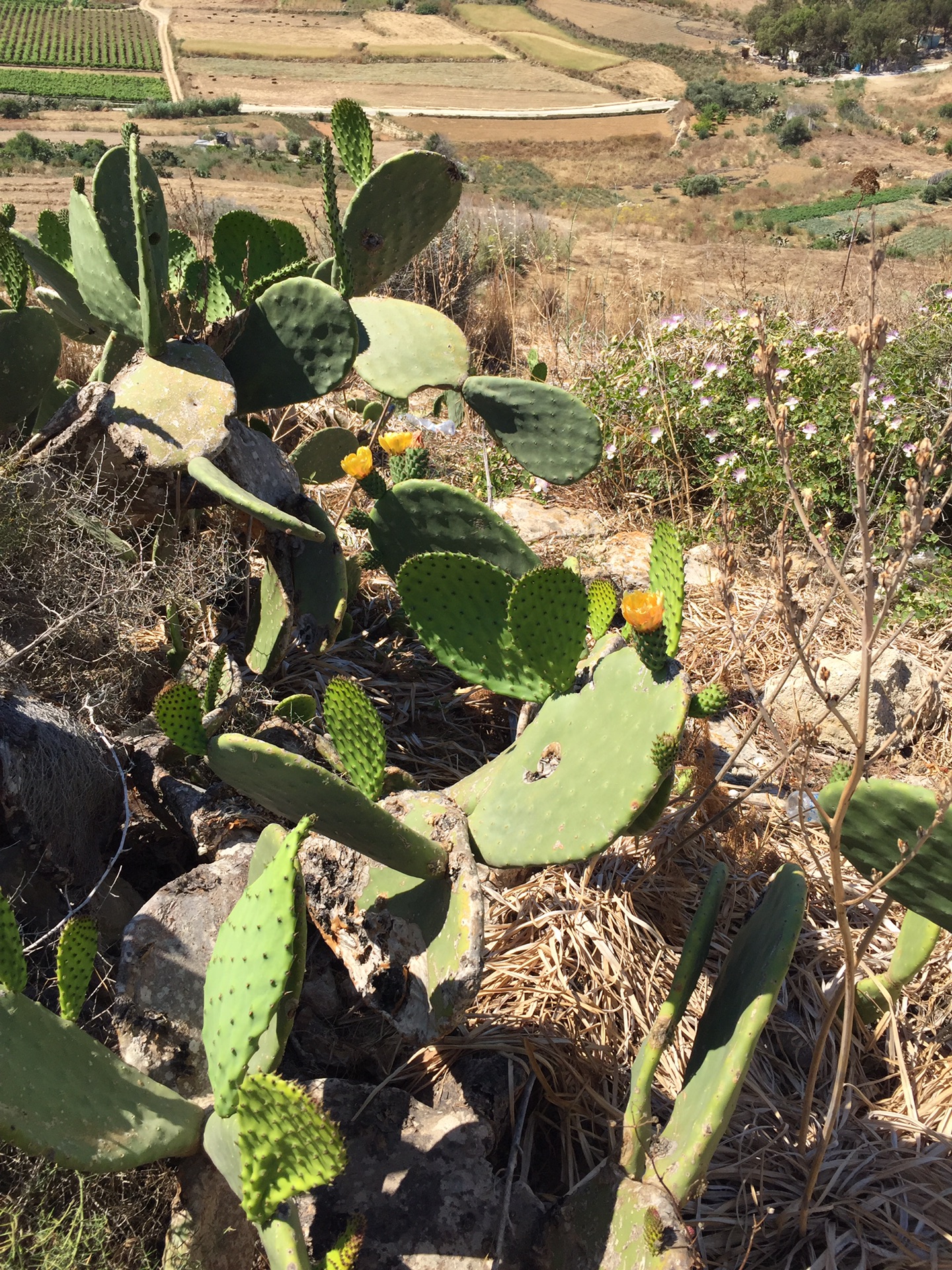 戈佐GOZO岛,马耳他自助游攻略