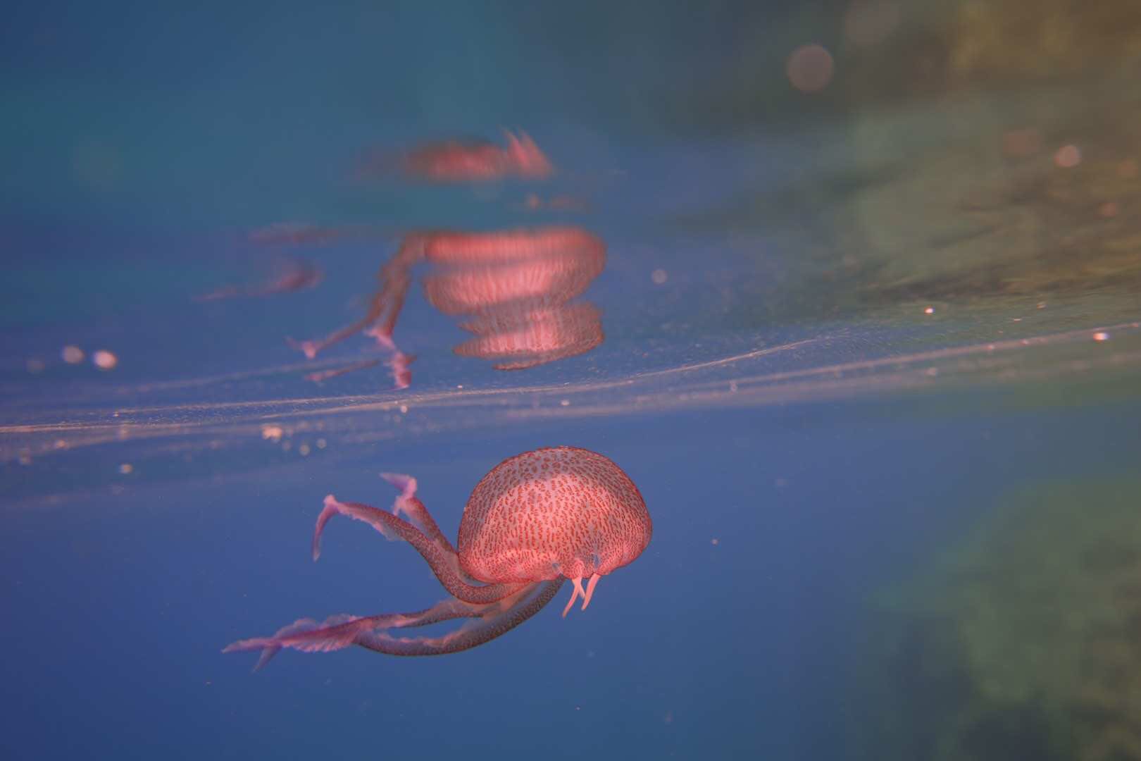 我的欧洲马耳他游学,马耳他旅游攻略