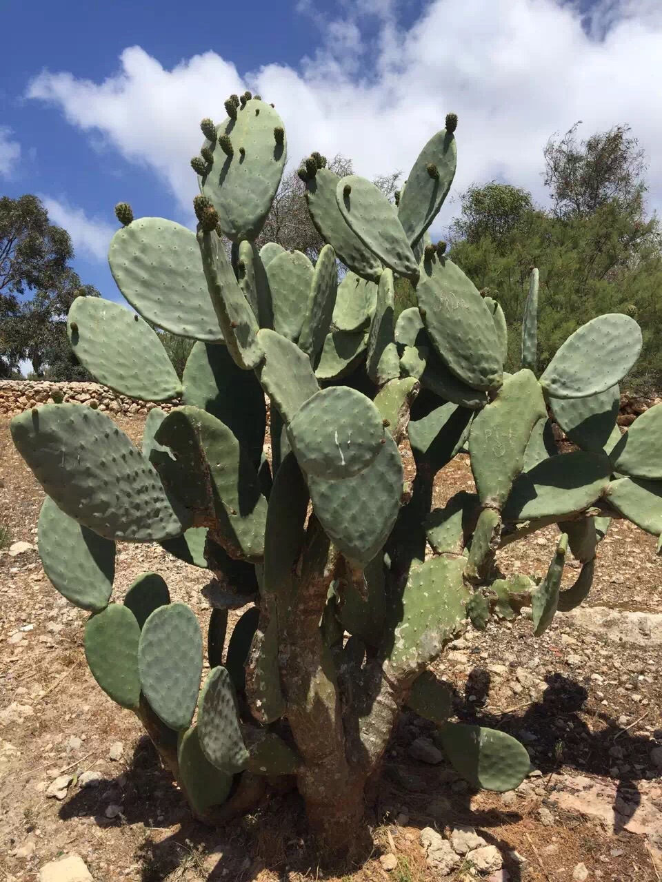 Malta 马耳他之旅 12,马耳他旅游攻略