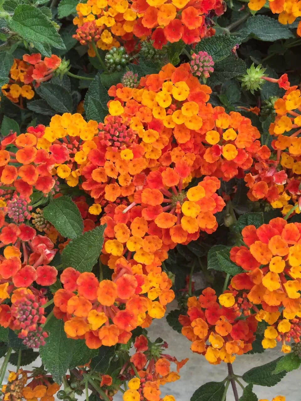 Malta 马耳他之旅 12,马耳他旅游攻略