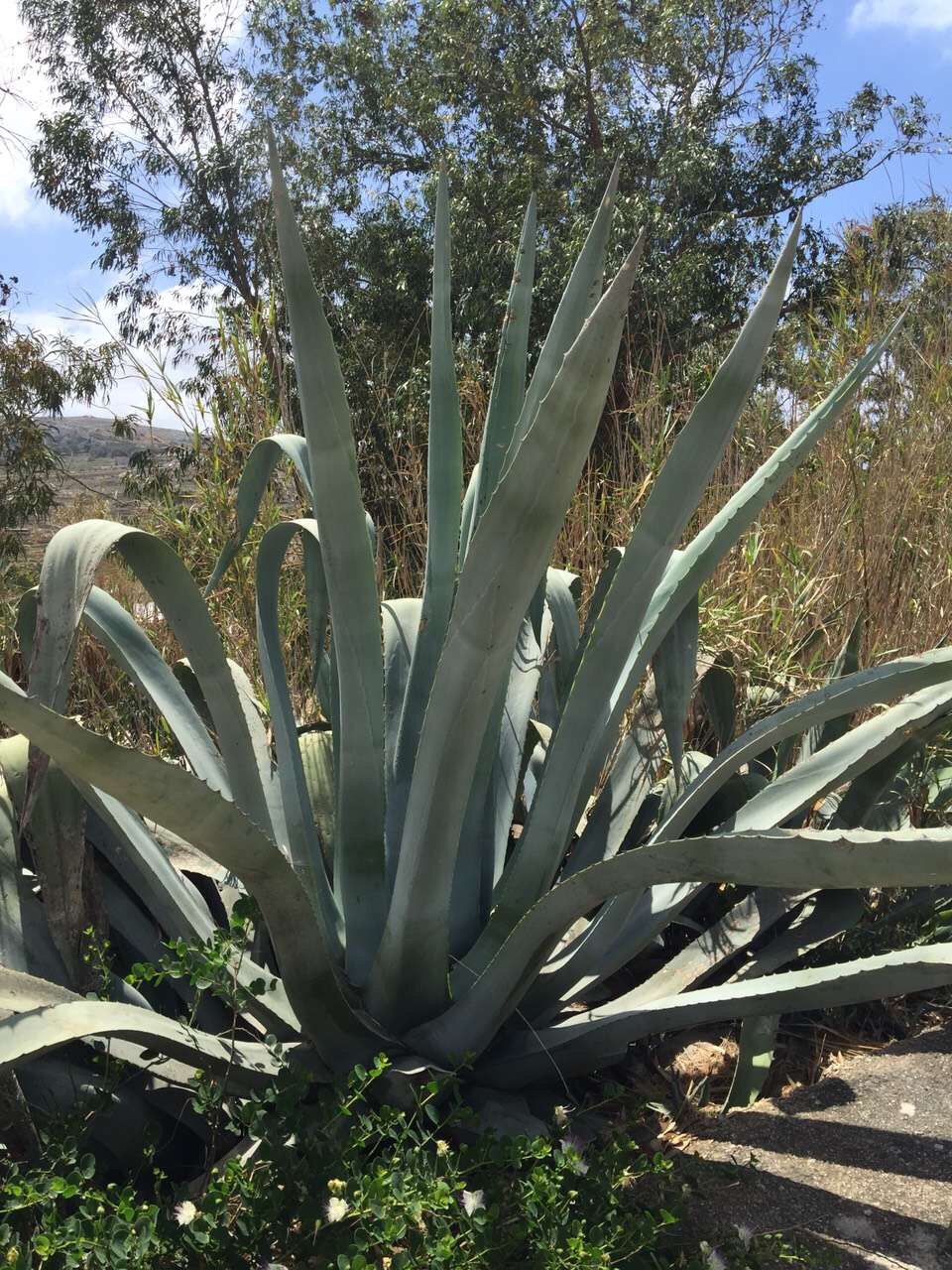 Malta 马耳他之旅 12,马耳他旅游攻略