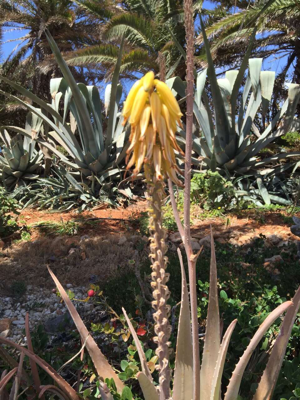 Malta 马耳他之旅 12,马耳他旅游攻略