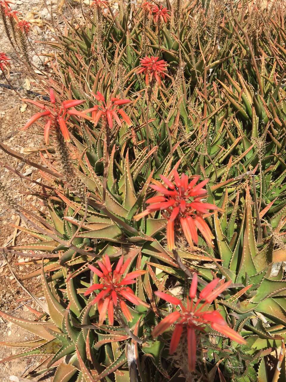 Malta 马耳他之旅 12,马耳他旅游攻略